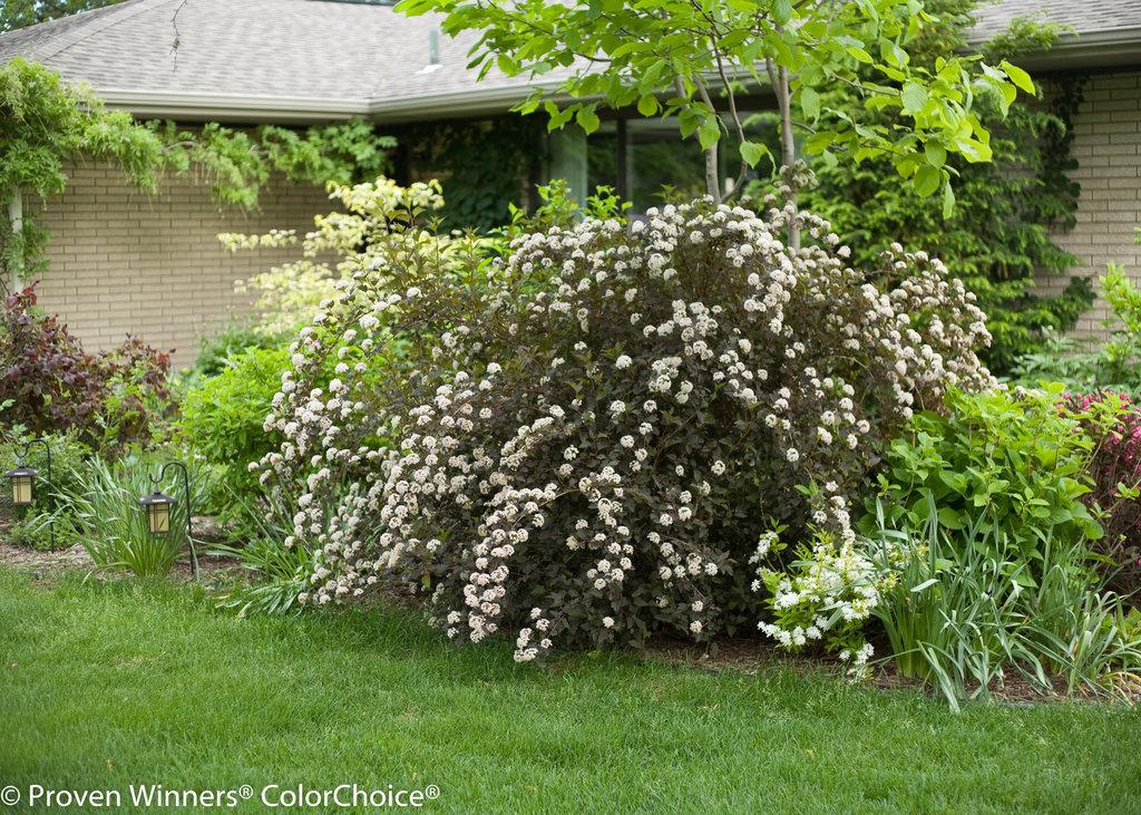 Physocarpus Opulifolius Summer Wine - View 9 from www redcrocus com