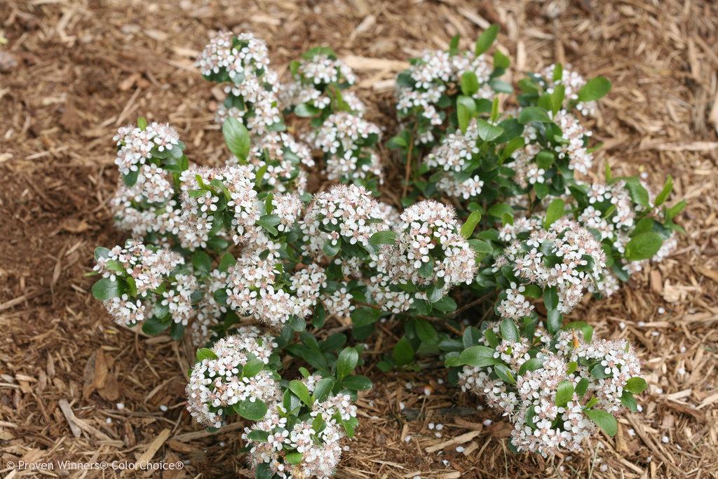 Aronia Melanocarpa Low Scape Mound - View 11 from www redcrocus com