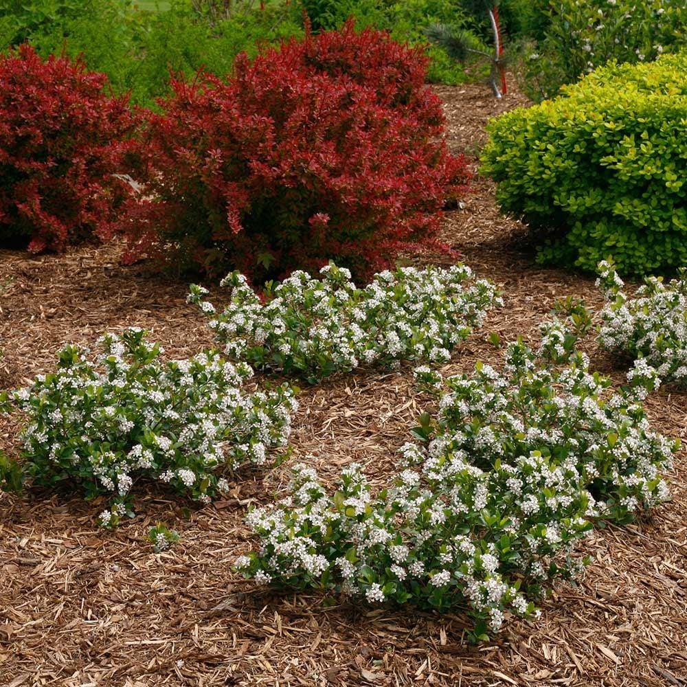 Aronia Melanocarpa Low Scape Mound - View 15 from www redcrocus com