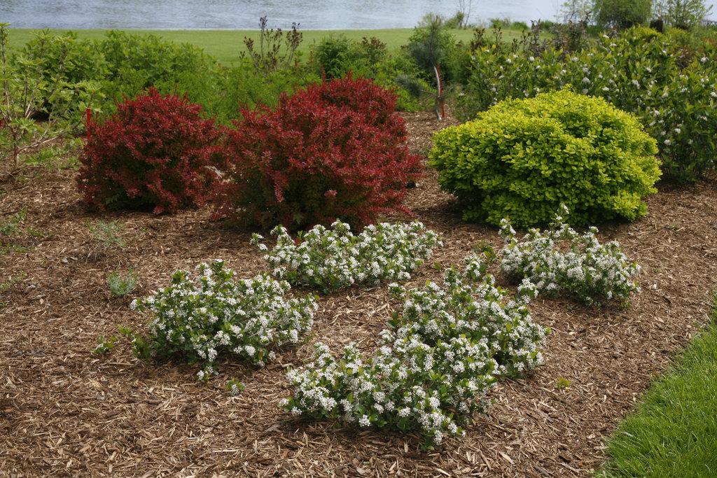 Aronia Melanocarpa Low Scape Mound - View 17 from www redcrocus com