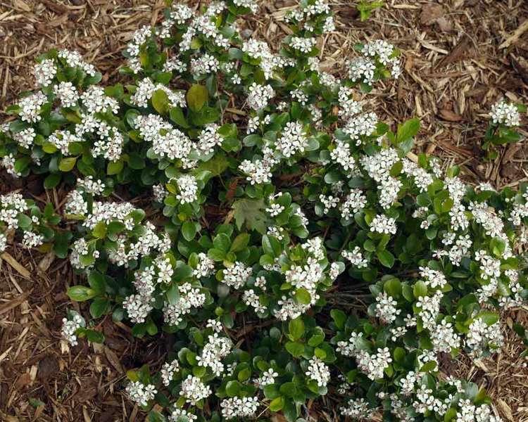 Aronia Melanocarpa Low Scape Mound - View 18 from www redcrocus com