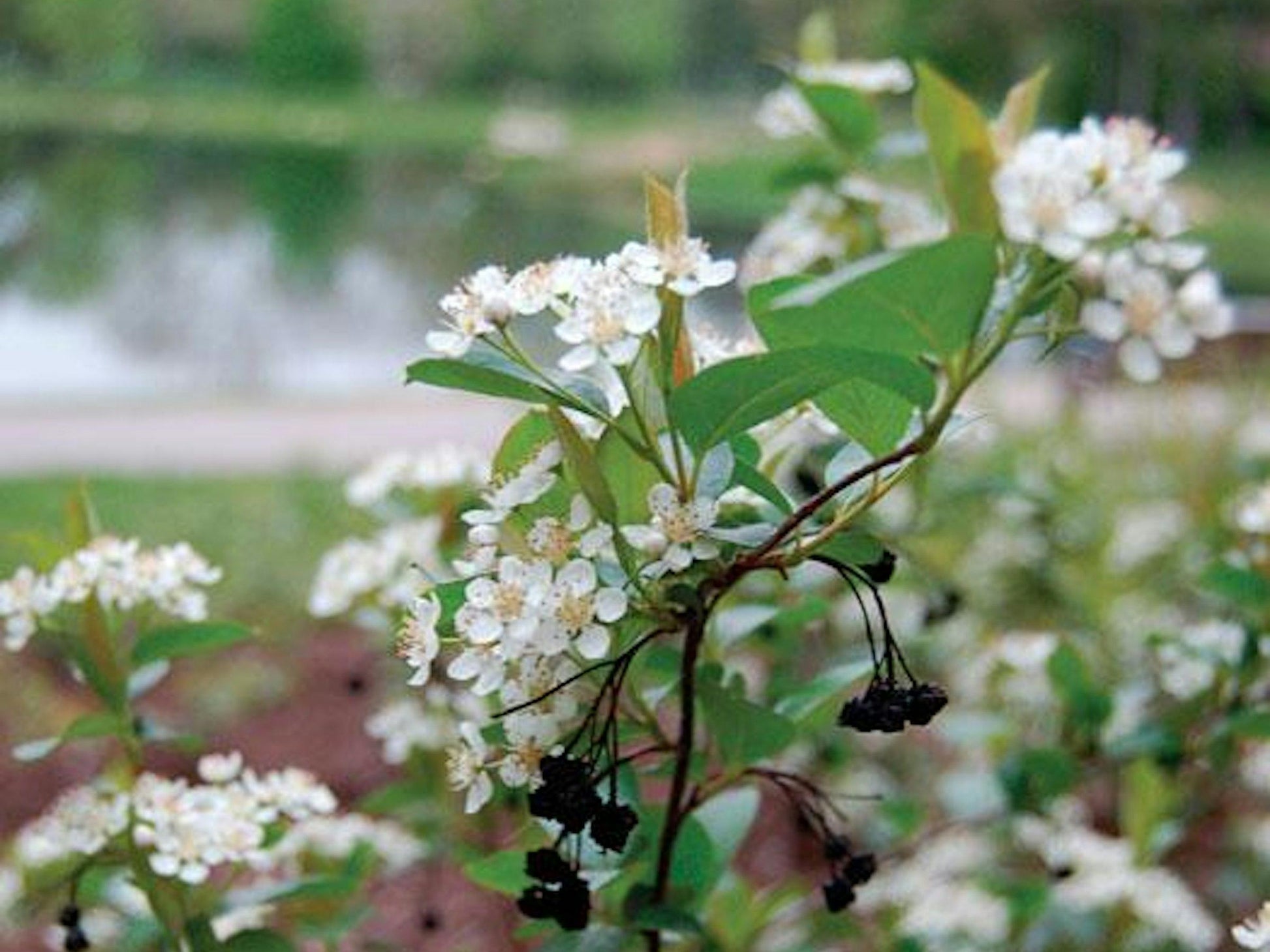 Aronia Melanocarpa 'iroquois Beauty' - View 10 from www redcrocus com