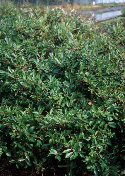 Aronia Melanocarpa 'iroquois Beauty' - View 11 from www redcrocus com