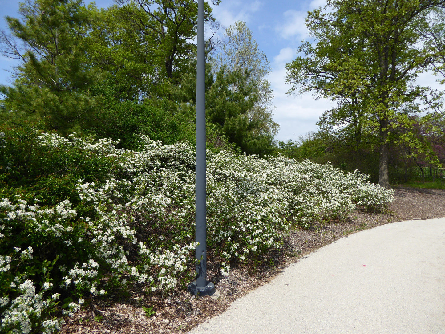 Aronia Melanocarpa 'iroquois Beauty' - View 13 from www redcrocus com