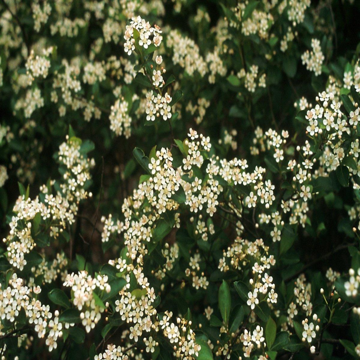 Aronia Melanocarpa 'iroquois Beauty' - View 15 from www redcrocus com