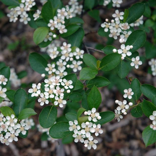 Aronia Melanocarpa 'iroquois Beauty' - View 16 from www redcrocus com
