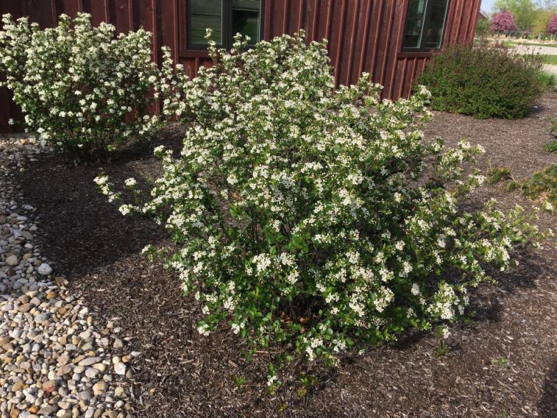 Aronia Melanocarpa 'iroquois Beauty' - View 17 from www redcrocus com