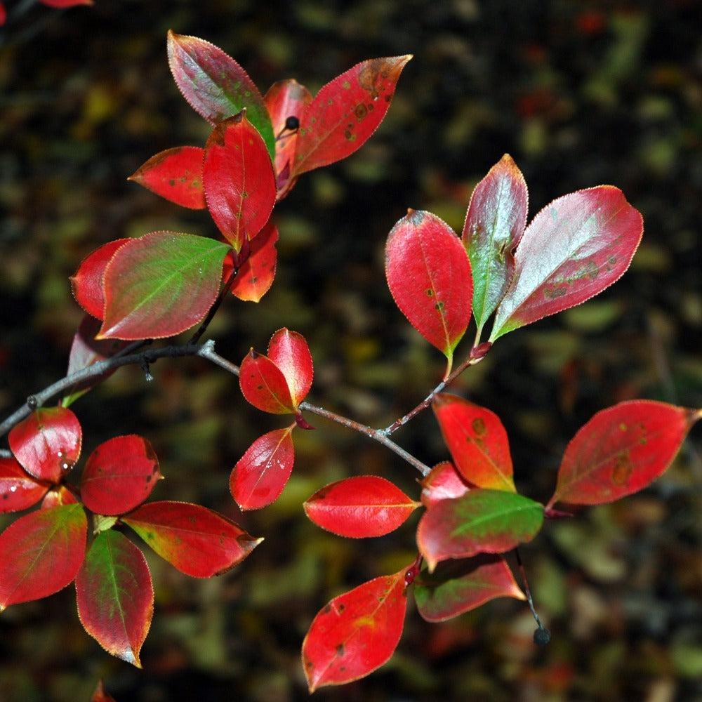 Aronia Melanocarpa 'iroquois Beauty' - View 18 from www redcrocus com