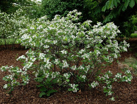 Aronia Melanocarpa 'iroquois Beauty' - View 1 from www redcrocus com