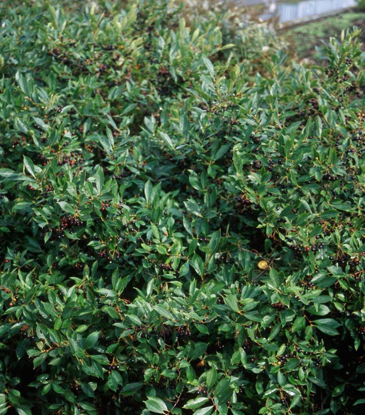 Aronia Melanocarpa 'iroquois Beauty' - View 7 from www redcrocus com