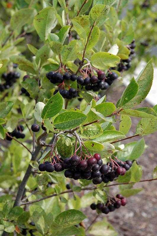 Aronia Melanocarpa 'iroquois Beauty' - View 8 from www redcrocus com