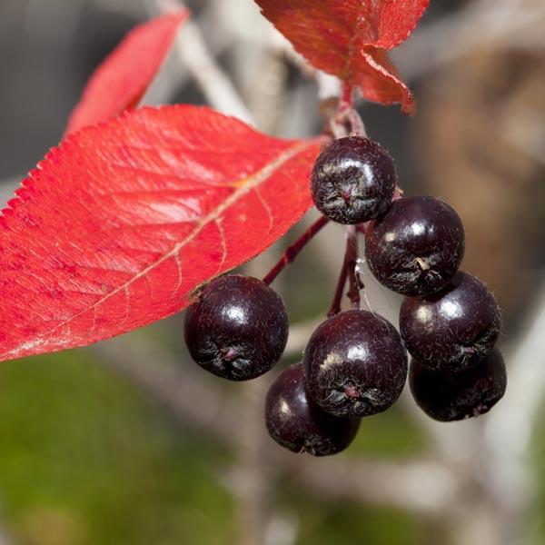 Aronia Melanocarpa 'iroquois Beauty' - View 9 from www redcrocus com