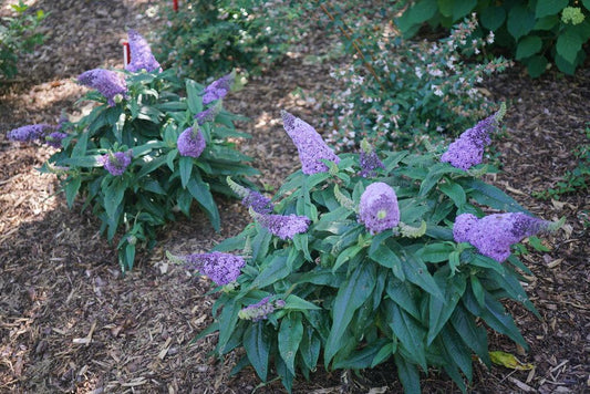 Buddleia Davidii Pugster Amethyst - View 1 from www redcrocus com