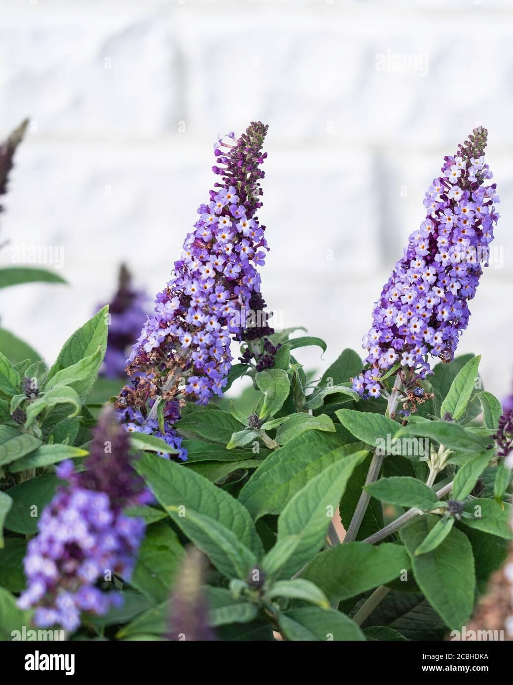 Buddleia Davidii Pugster Blue - View 10 from www redcrocus com