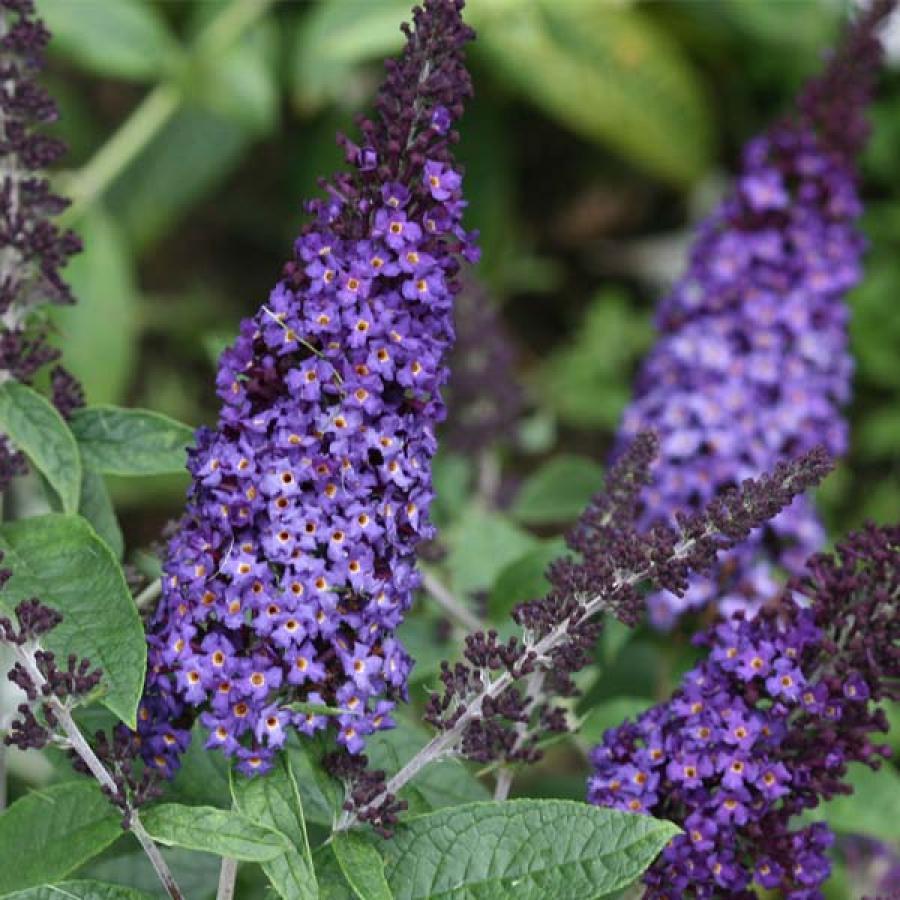 Buddleia Davidii Pugster Blue - View 11 from www redcrocus com