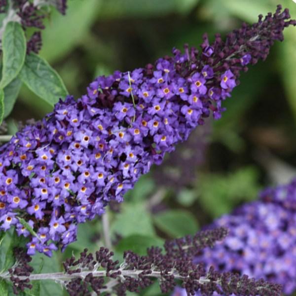Buddleia Davidii Pugster Blue - View 12 from www redcrocus com