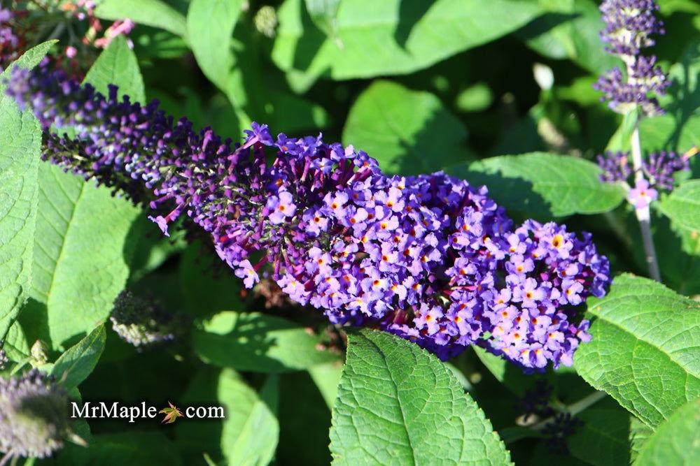 Buddleia Davidii Pugster Blue - View 13 from www redcrocus com