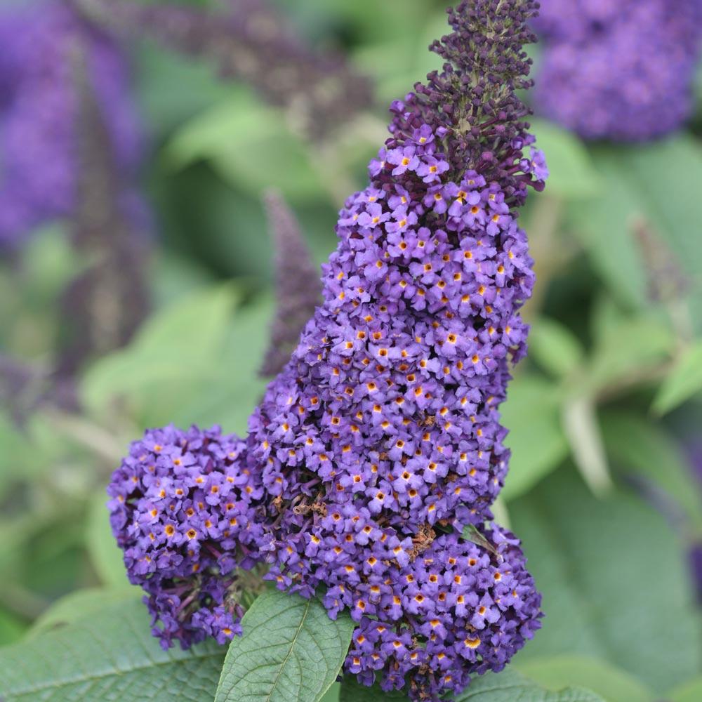 Buddleia Davidii Pugster Blue - View 15 from www redcrocus com