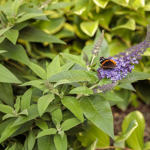 Buddleia Davidii Pugster Blue - View 16 from www redcrocus com