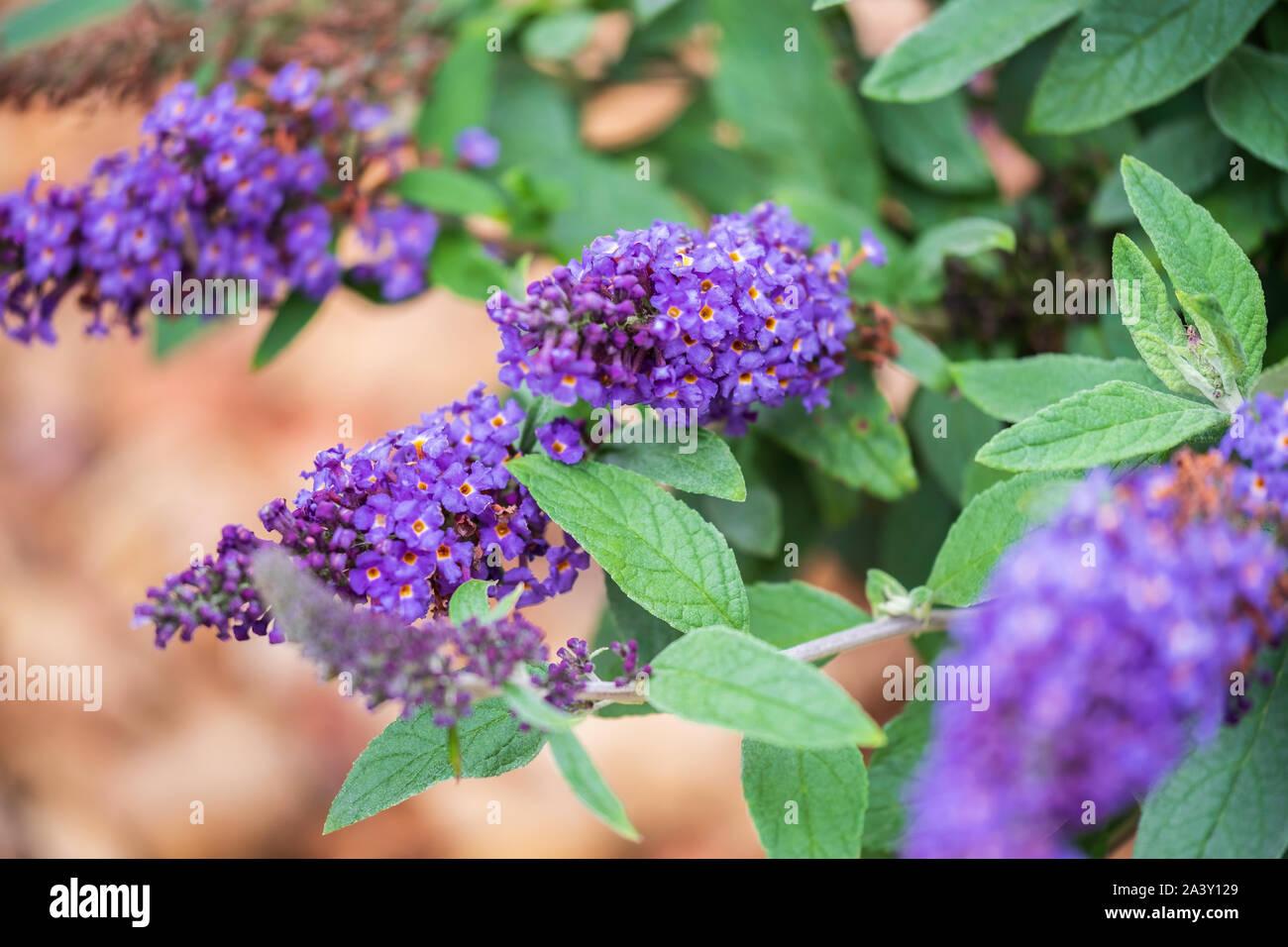 Buddleia Davidii Pugster Blue - View 17 from www redcrocus com