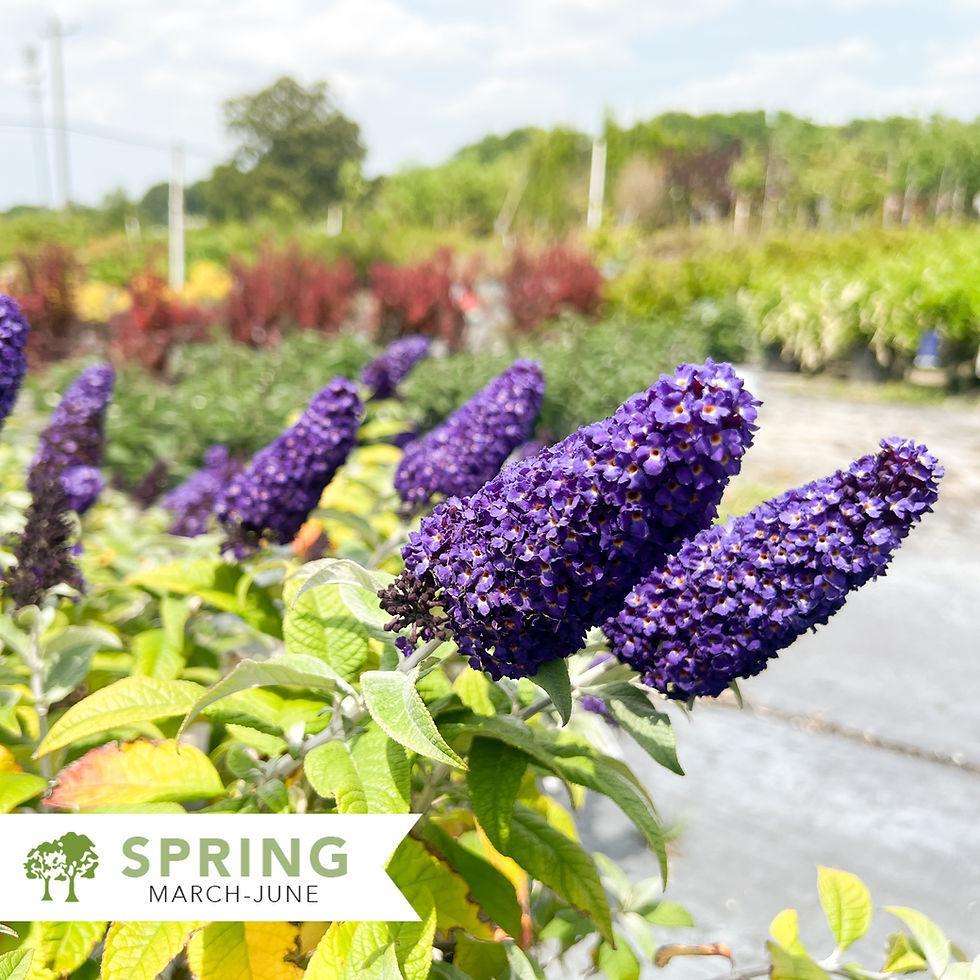 Buddleia Davidii Pugster Blue - View 18 from www redcrocus com