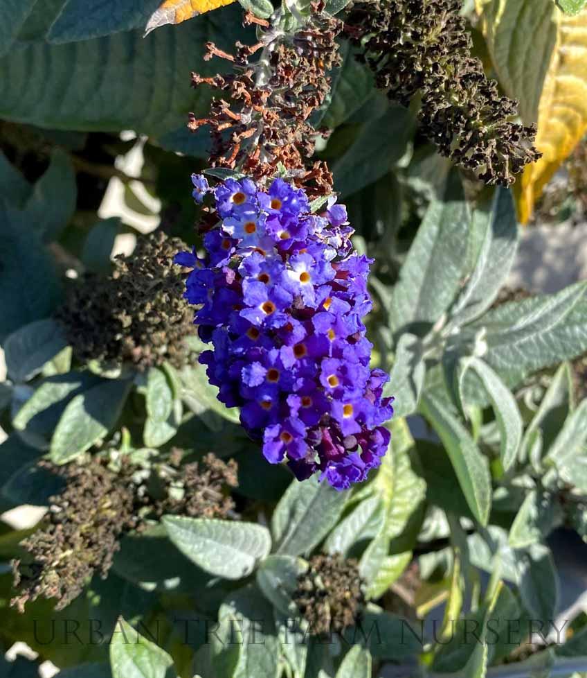 Buddleia Davidii Pugster Blue - View 18 from www redcrocus com