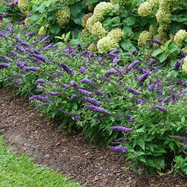 Buddleia Davidii Pugster Blue - View 19 from www redcrocus com