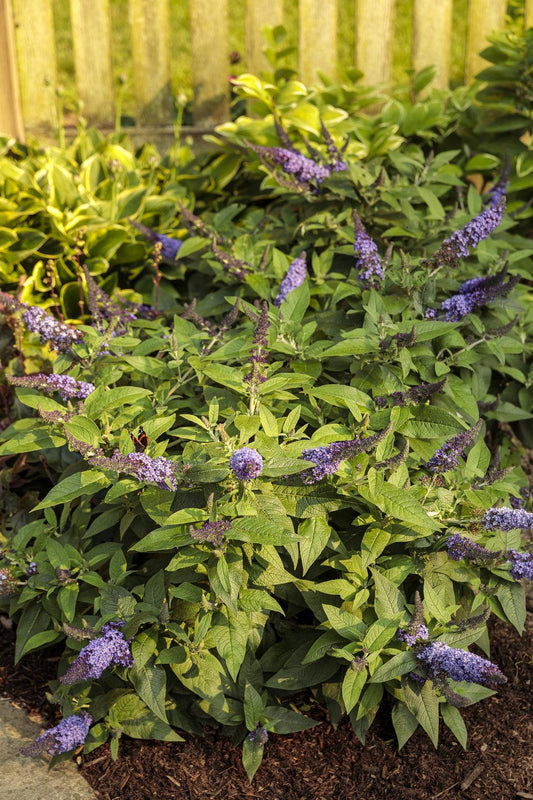 Buddleia Davidii Pugster Blue - View 1 from www redcrocus com