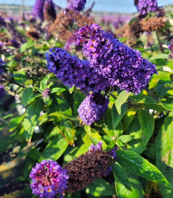 Buddleia Davidii Pugster Blue - View 20 from www redcrocus com