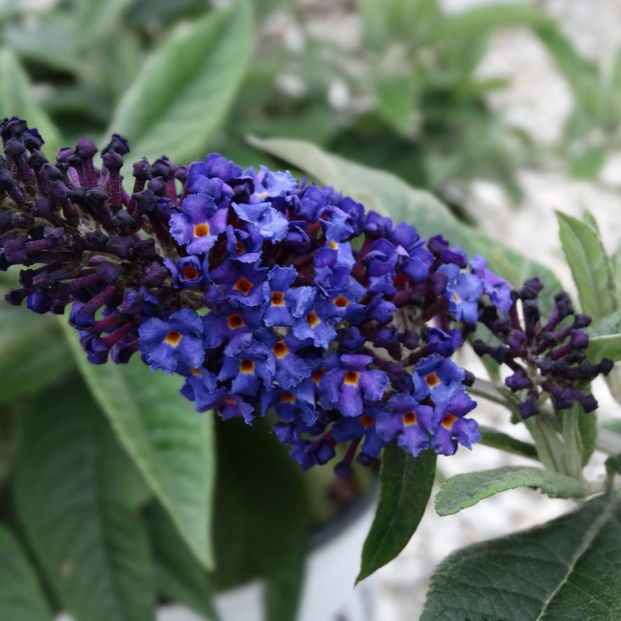 Buddleia Davidii Pugster Blue - View 3 from www redcrocus com