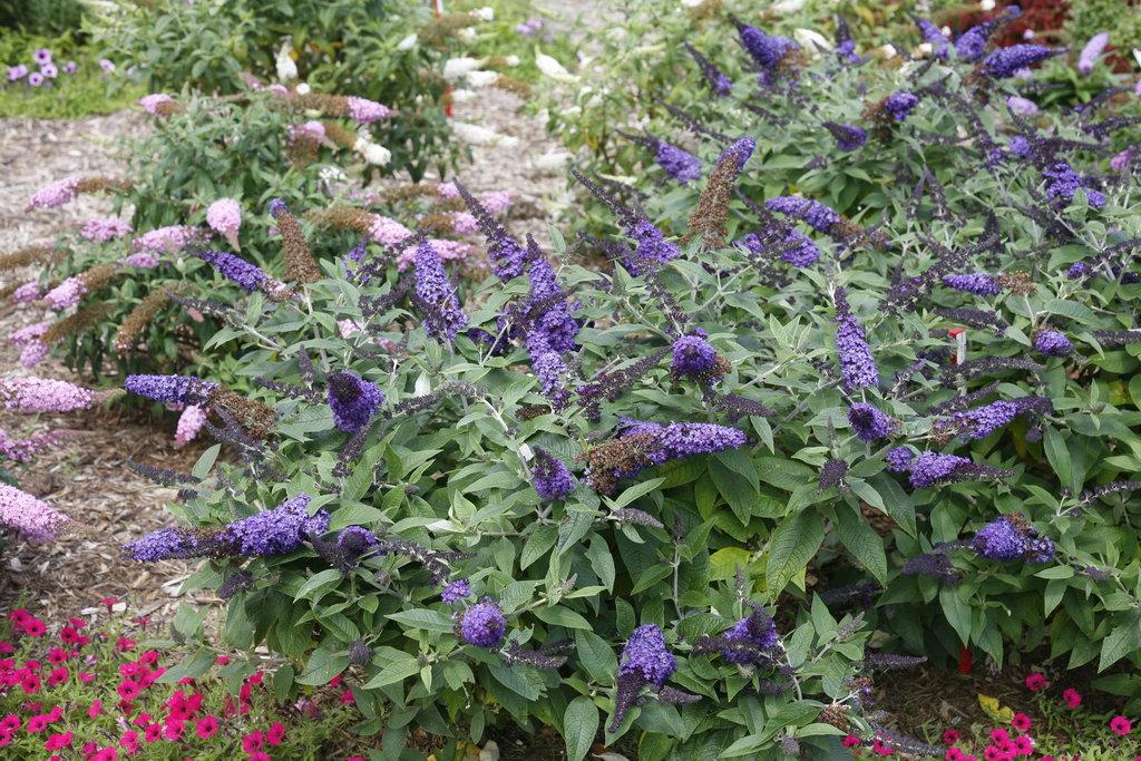 Buddleia Davidii Pugster Blue - View 4 from www redcrocus com