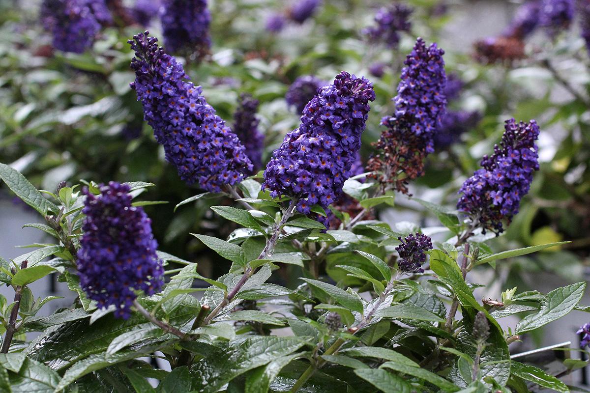 Buddleia Davidii Pugster Blue - View 5 from www redcrocus com