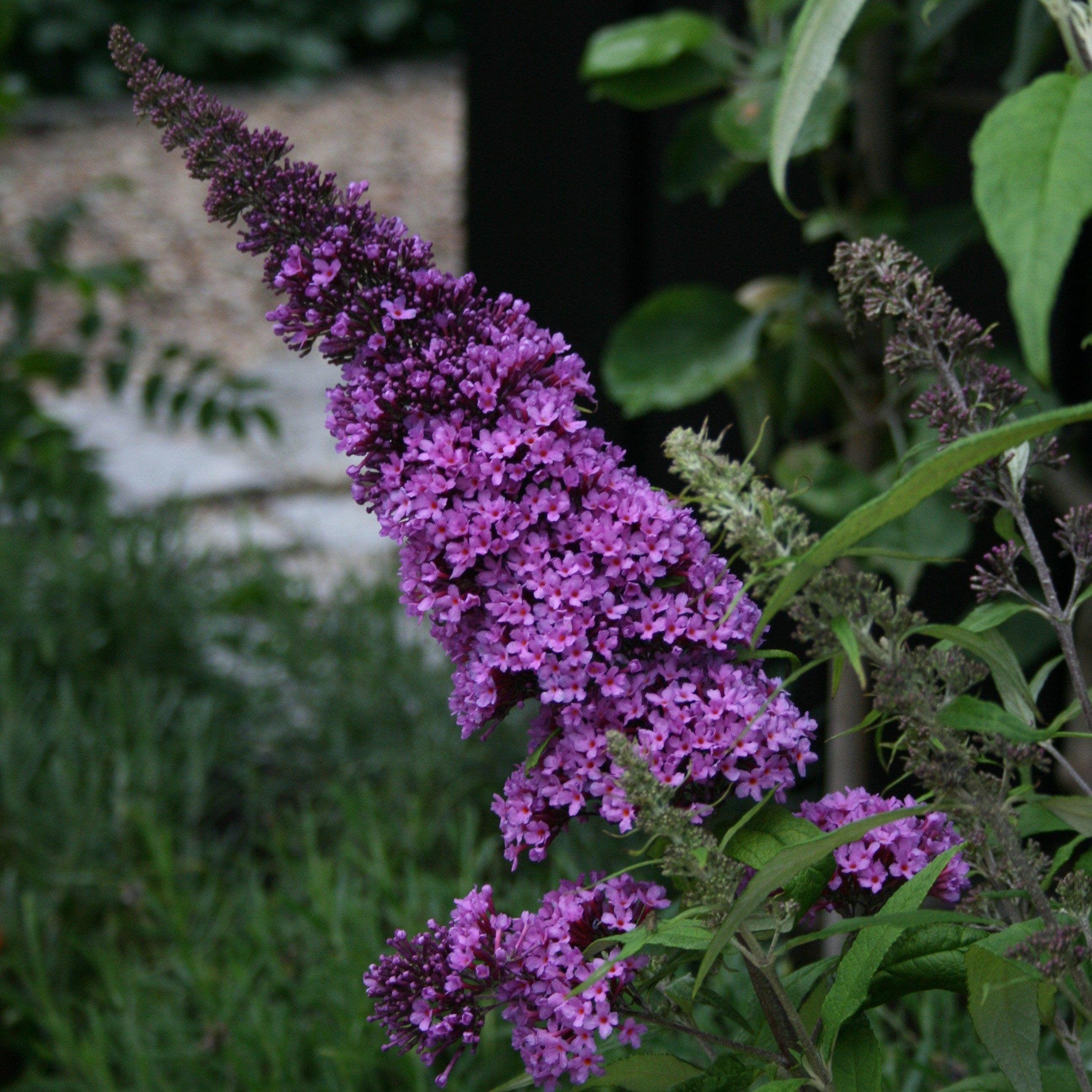 Buddleia Davidii Pugster Blue - View 6 from www redcrocus com