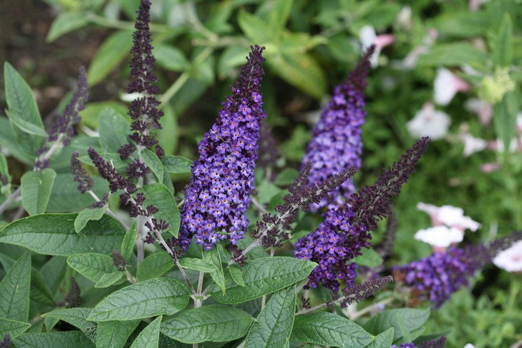 Buddleia Davidii Pugster Blue - View 7 from www redcrocus com