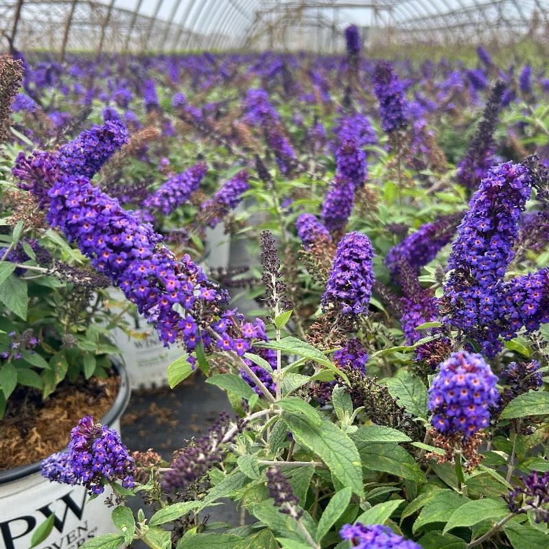 Buddleia Davidii Pugster Blue - View 9 from www redcrocus com