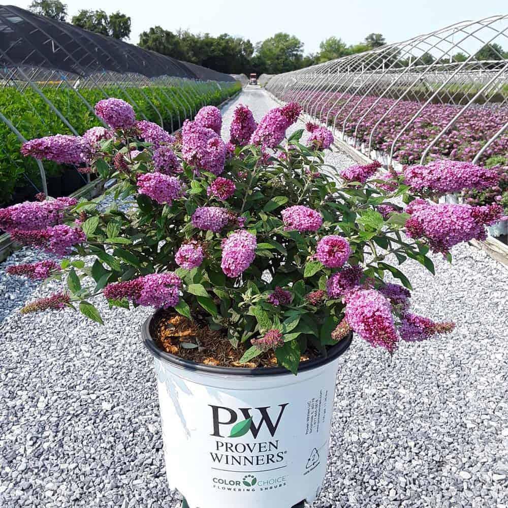 Buddleia Davidii Pugster Pink - View 10 from www redcrocus com