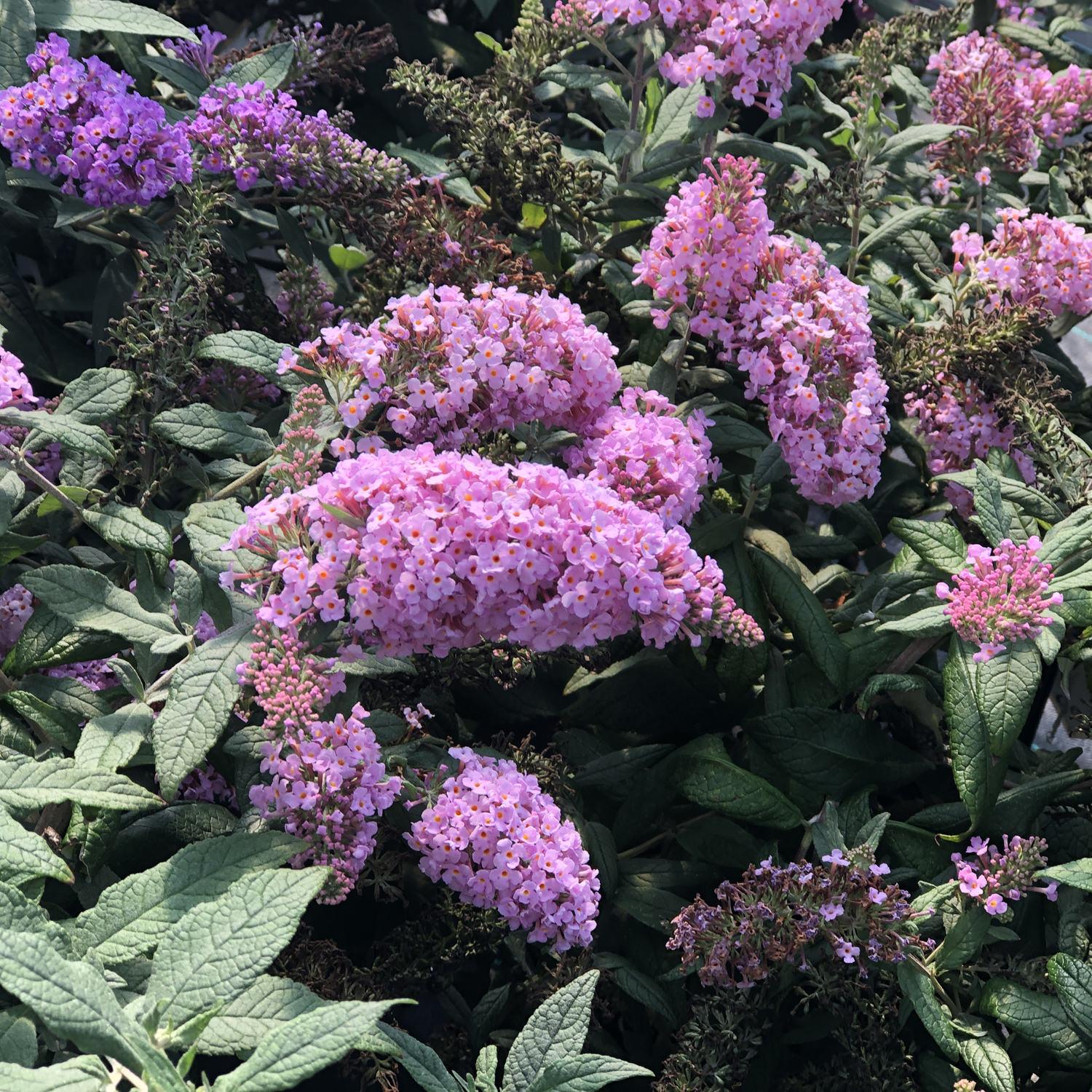 Buddleia Davidii Pugster Pink - View 12 from www redcrocus com