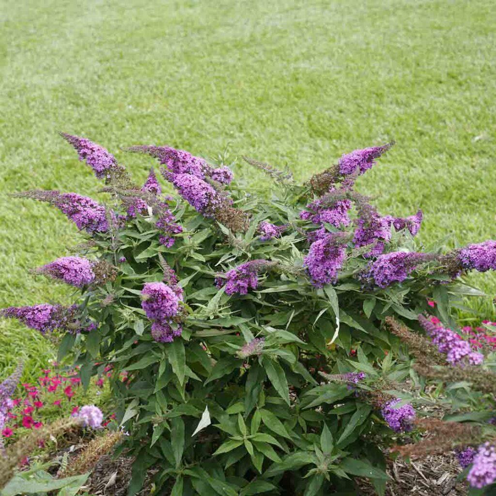 Buddleia Davidii Pugster Pink - View 13 from www redcrocus com