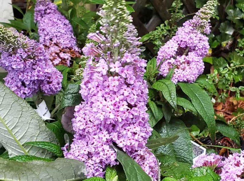 Buddleia Davidii Pugster Pink - View 14 from www redcrocus com
