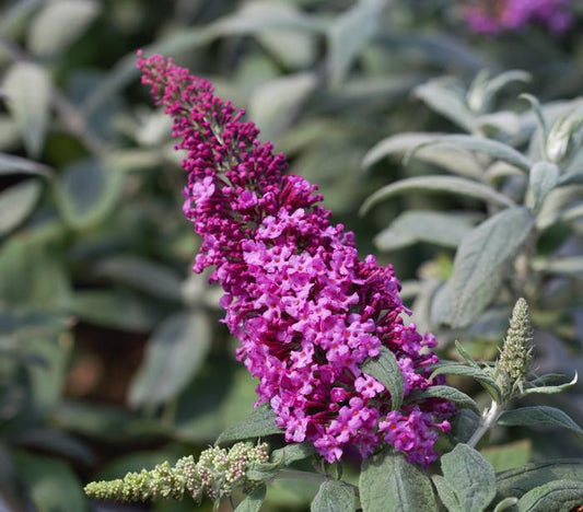 Buddleia Davidii Pugster Pink - View 1 from www redcrocus com