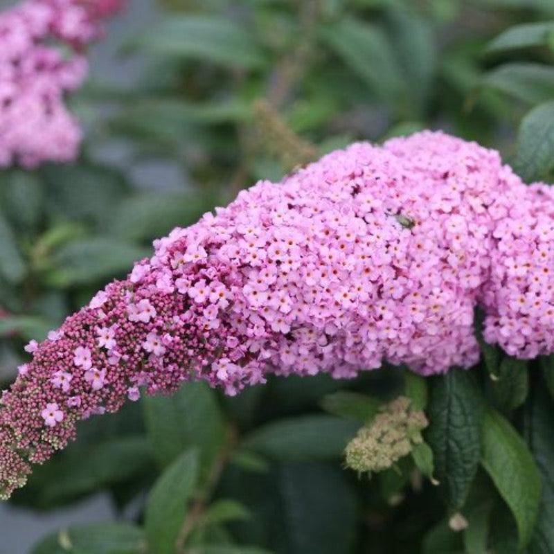 Buddleia Davidii Pugster Pink - View 2 from www redcrocus com