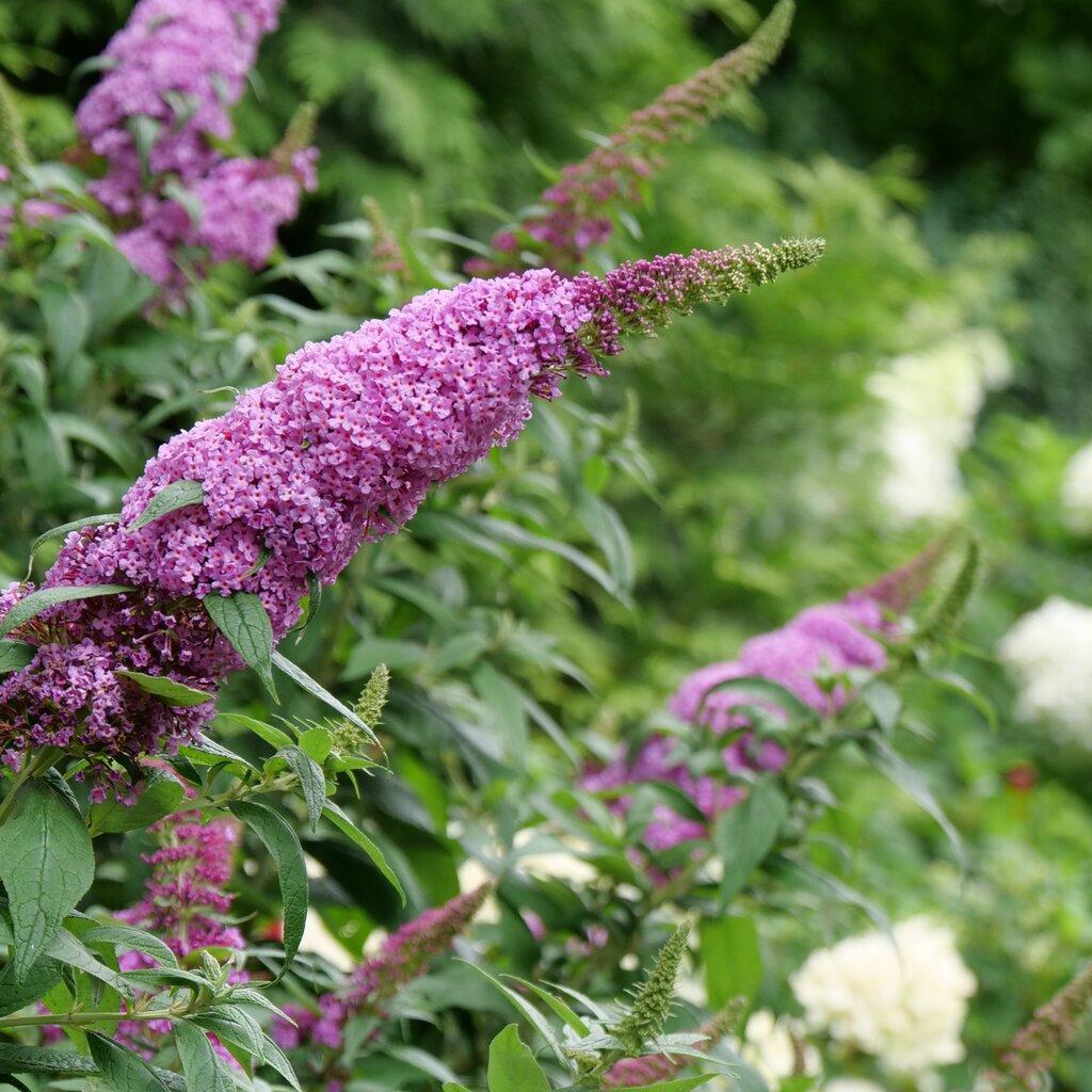 Buddleia Davidii Pugster Pink - View 3 from www redcrocus com