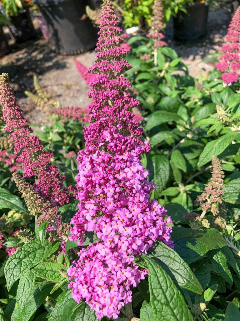 Buddleia Davidii Pugster Pink - View 5 from www redcrocus com