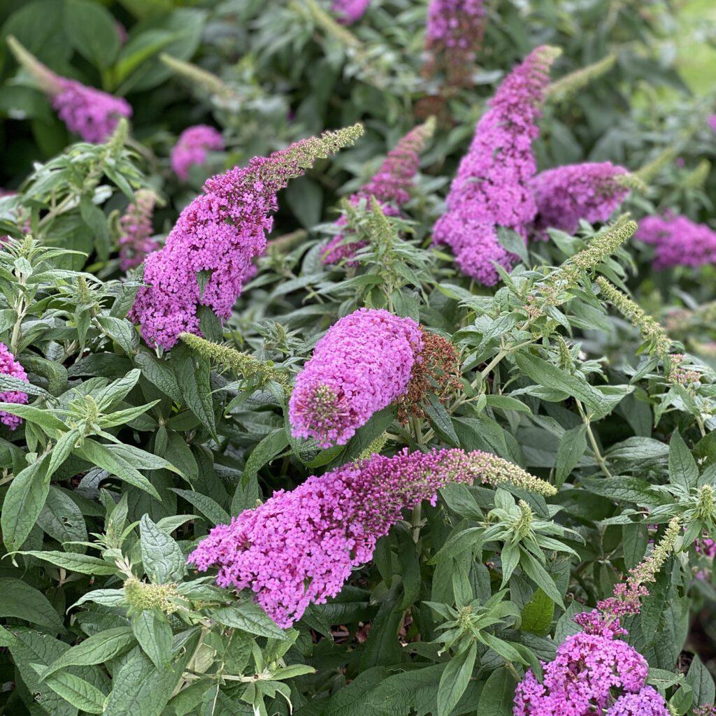 Buddleia Davidii Pugster Pink - View 6 from www redcrocus com