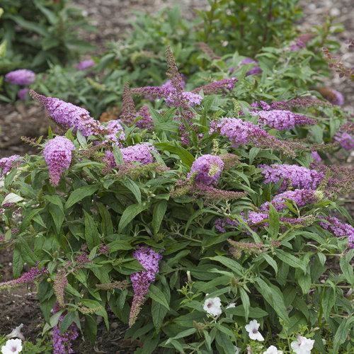 Buddleia Davidii Pugster Pink - View 7 from www redcrocus com