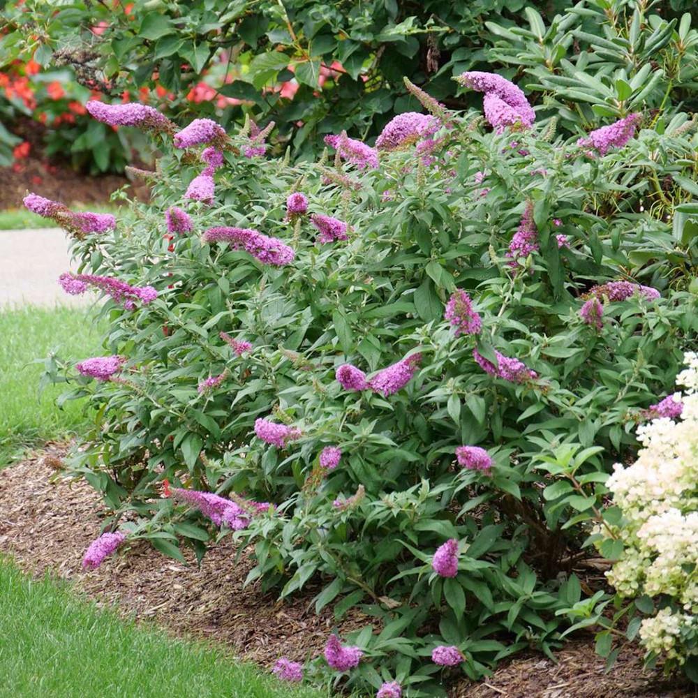 Buddleia Davidii Pugster Pink - View 9 from www redcrocus com