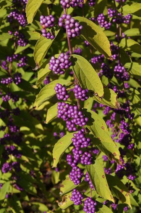 Callicarpa Dichotoma Pearl Glam - View 10 from www redcrocus com