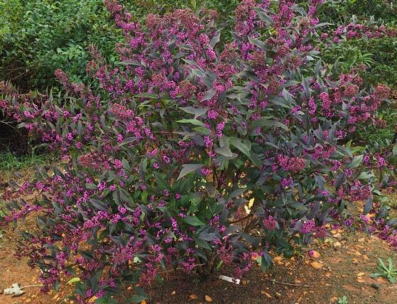 Callicarpa Dichotoma Pearl Glam - View 13 from www redcrocus com