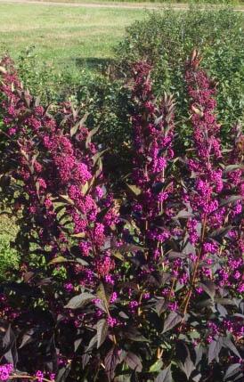 Callicarpa Dichotoma Pearl Glam - View 14 from www redcrocus com