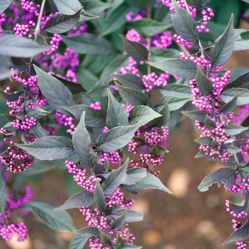 Callicarpa Dichotoma Pearl Glam - View 16 from www redcrocus com